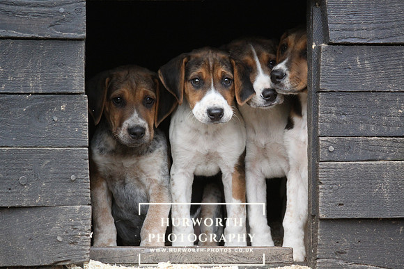 Hurworth Hunt Hound Pups 140