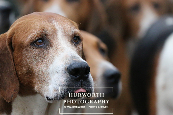Hurworth Hunt  104