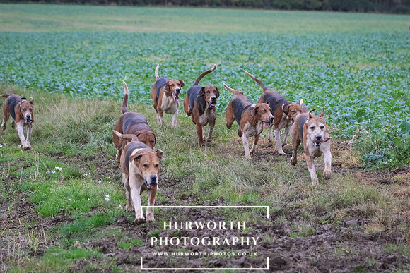 Hurworth Hunt  390