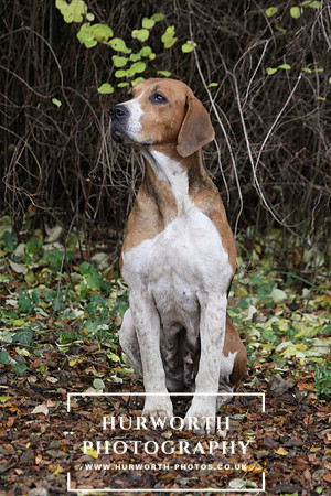 Hurworth Hunt 054