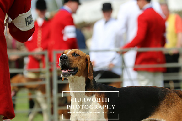 Hurworth Hunt 20