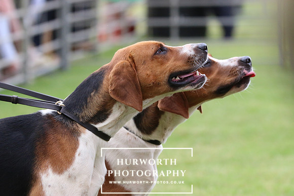 Hurworth Hunt 27