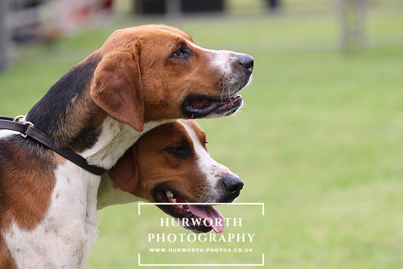 Hurworth Hunt 33