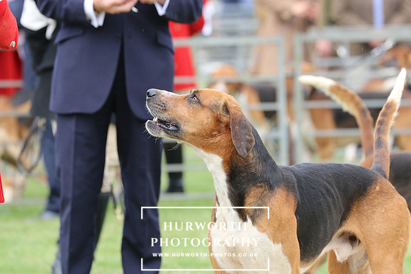 Hurworth Hunt 35