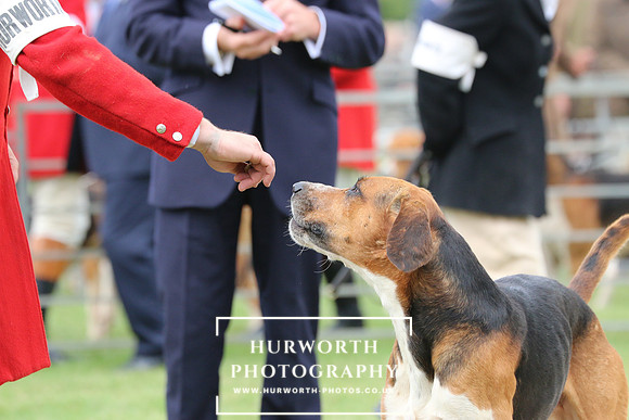 Hurworth Hunt 38