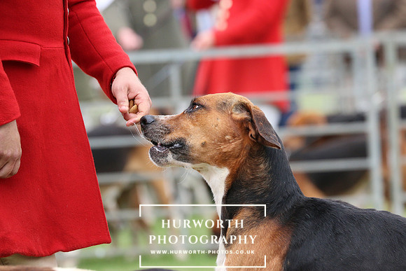 Hurworth Hunt 42