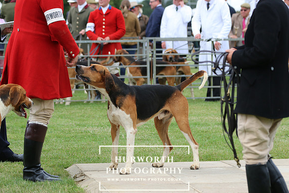 Hurworth Hunt 44