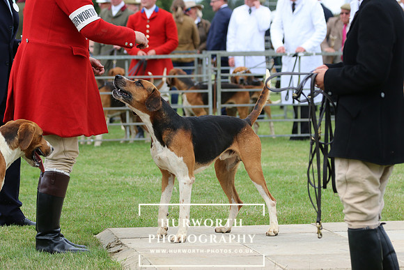Hurworth Hunt 45