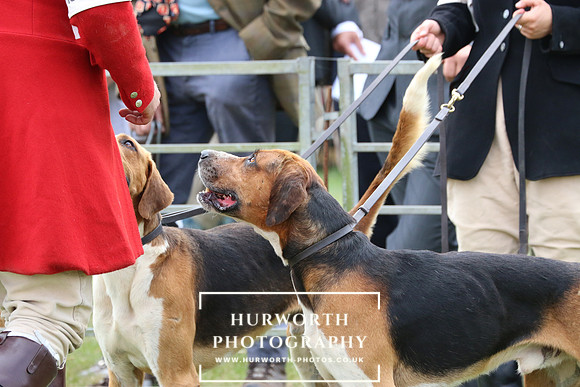 Hurworth Hunt 49