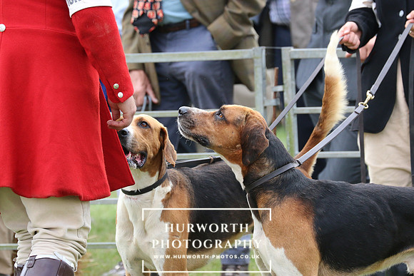 Hurworth Hunt 50