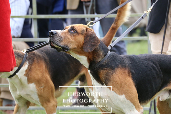 Hurworth Hunt 58