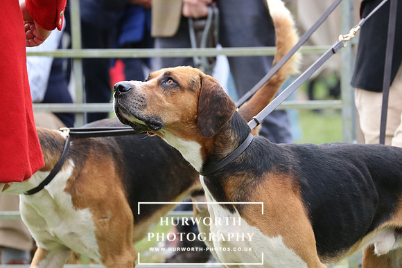 Hurworth Hunt 59