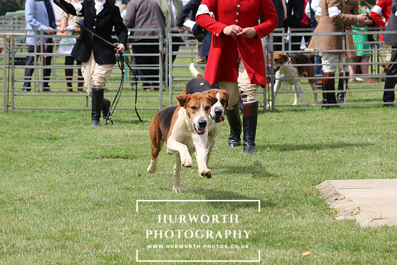 Hurworth Hunt 81