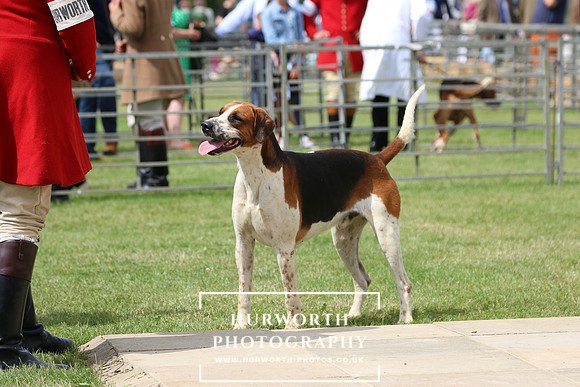 Hurworth Hunt 87