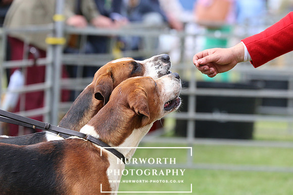 Hurworth Hunt 95