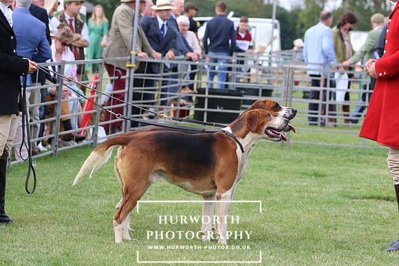 Hurworth Hunt 99
