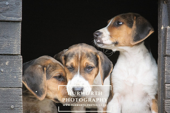 Hurworth Hunt Hound Pups 157