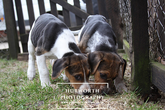 Hurworth Hunt Hound Pups 057