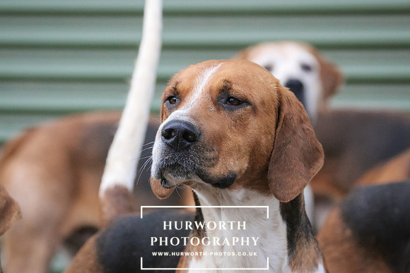 Hurworth Hunt  56