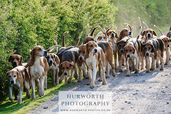 Hurworth Hunt 009