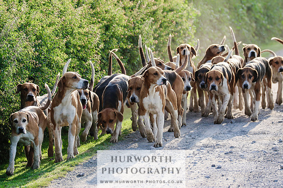 Hurworth Hunt 010