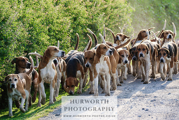 Hurworth Hunt 011
