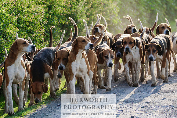 Hurworth Hunt 012