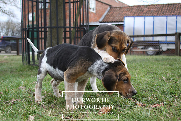 Hurworth Hunt Hound Pups 032