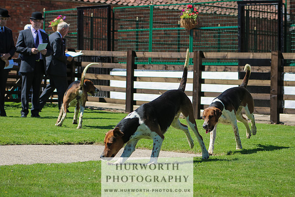 Hurworth Hunt 009