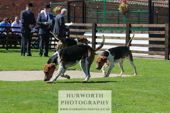Hurworth Hunt 010