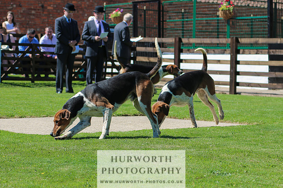 Hurworth Hunt 011
