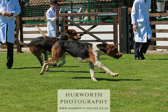Hurworth Hunt 012