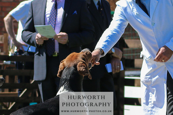 Hurworth Hunt 017