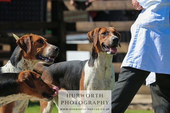 Hurworth Hunt 022