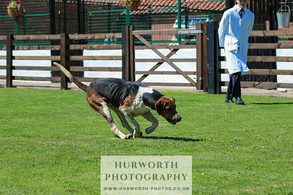 Hurworth Hunt 029