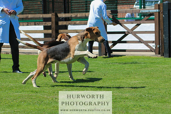 Hurworth Hunt 030