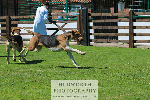 Hurworth Hunt 031