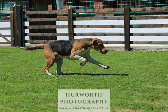 Hurworth Hunt 032