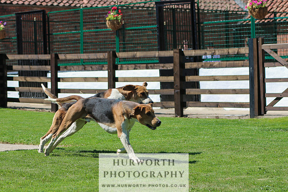 Hurworth Hunt 034