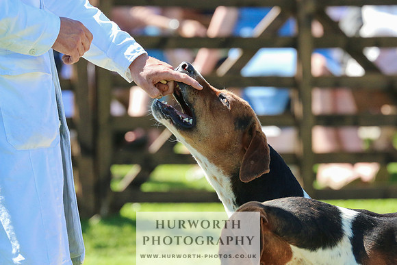 Hurworth Hunt 038