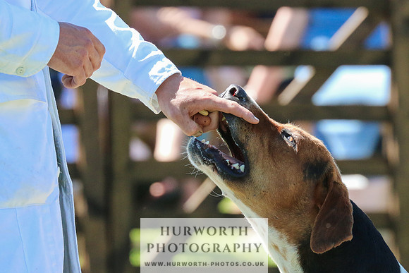 Hurworth Hunt 039