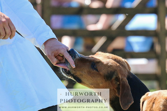 Hurworth Hunt 040