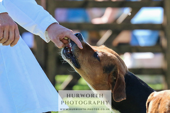 Hurworth Hunt 041
