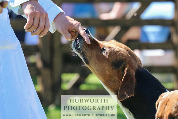 Hurworth Hunt 042