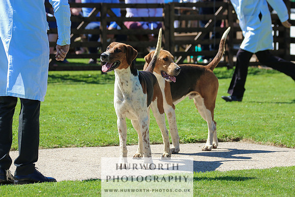 Hurworth Hunt 043