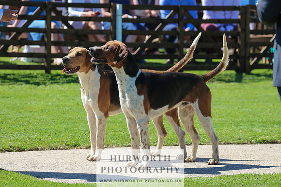 Hurworth Hunt 044