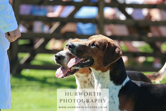 Hurworth Hunt 045