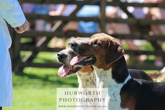 Hurworth Hunt 046