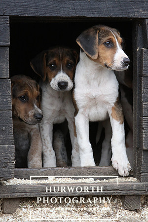 Hurworth Hunt Hound Pups 146
