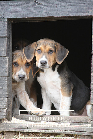 Hurworth Hunt Hound Pups 127